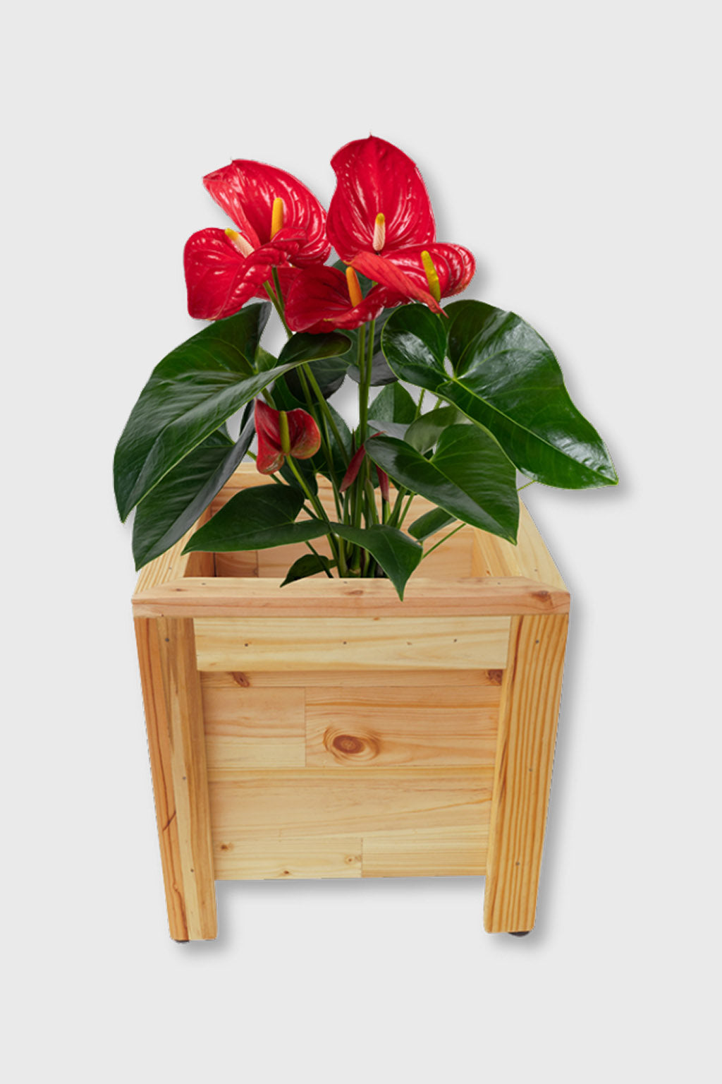 Handcrafted square wooden planter box – Exoticura India
