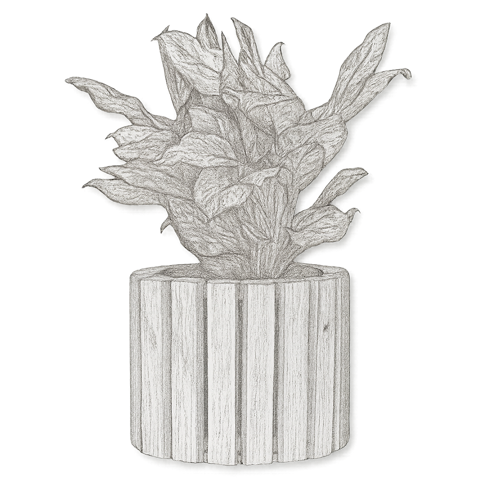 Wooden planters for modern interiors – Exoticura India