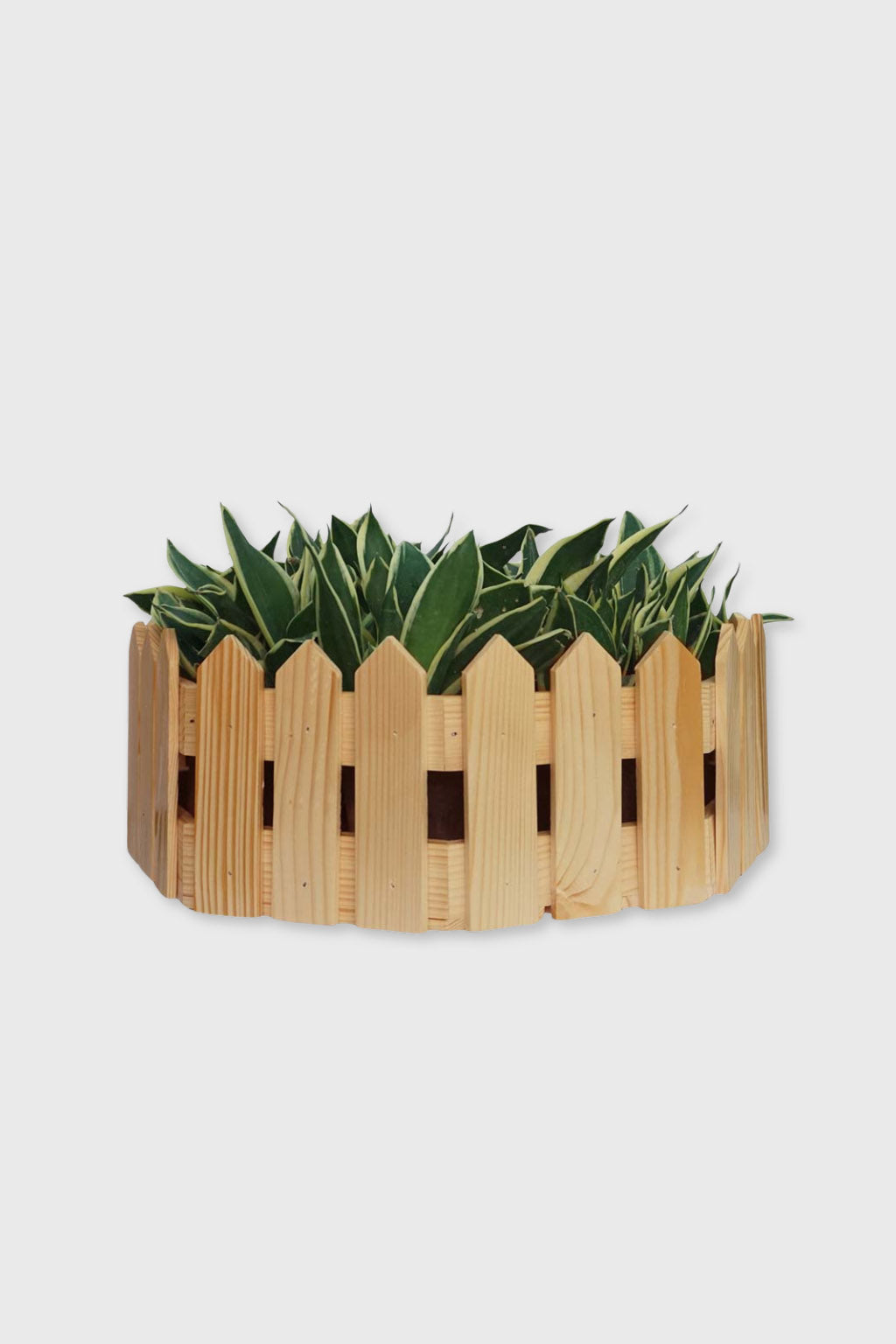 Modern round pinewood planter – Exoticura decor
