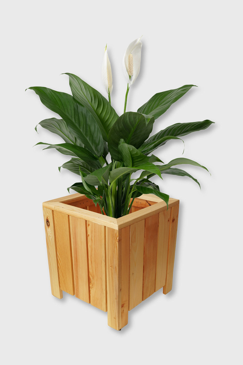 Handcrafted square pinewood planter box – Exoticura India