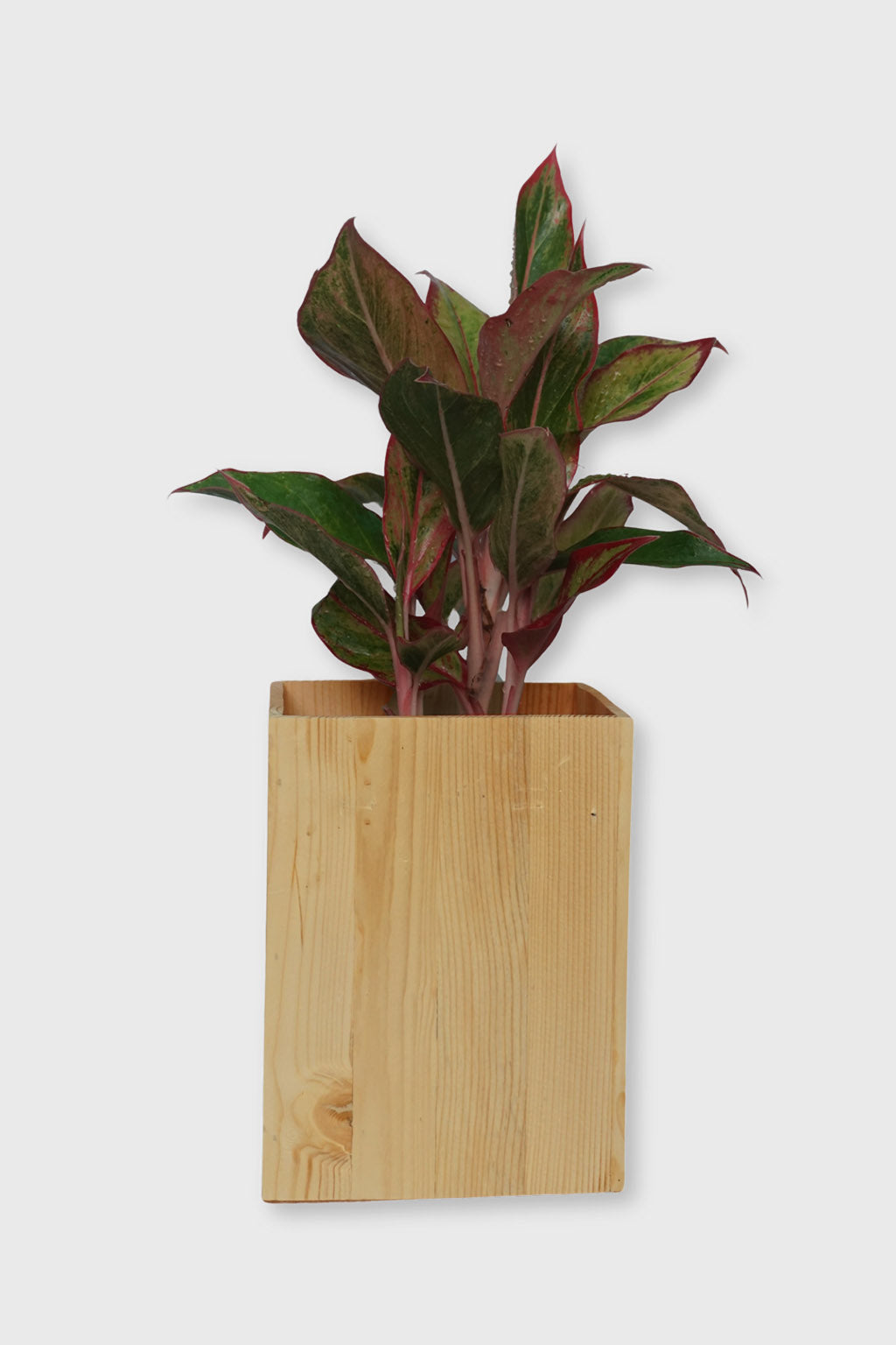 Handcrafted rectangular wooden planter for interiors – Exoticura India