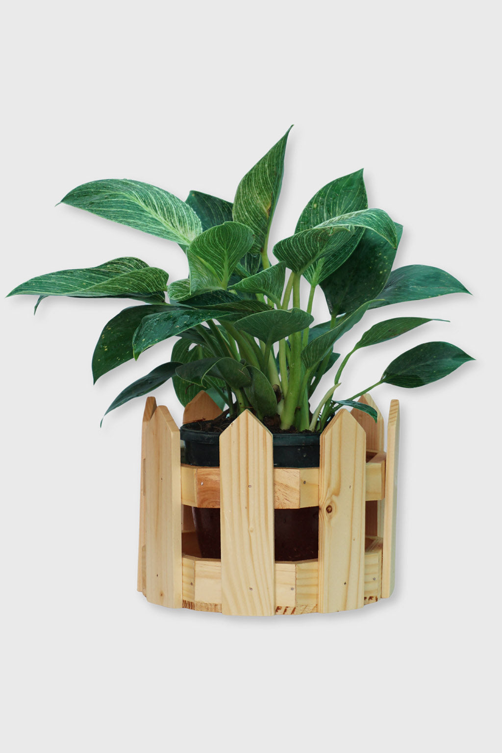 Handcrafted round wooden planter with fence design – Exoticura India