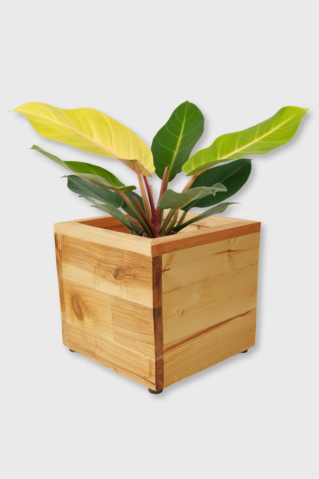 Handcrafted cube-shaped wooden planter – Exoticura India