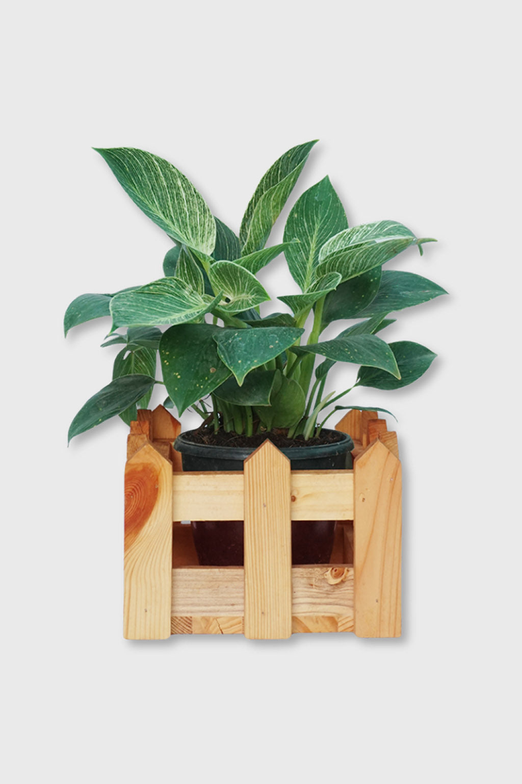Handcrafted mini wooden planter with fence design – Exoticura India