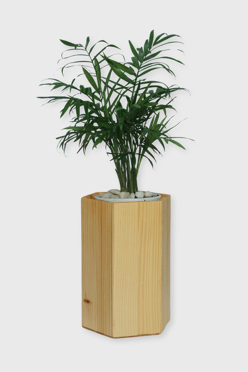 Exoticura modern pinewood planter for indoor plants